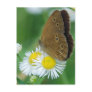 butterfly&daisies post cards