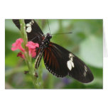 Butterfly Effect Card