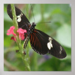 Butterfly Effect Print