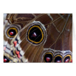 Butterfly Eye cards