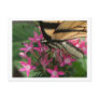 Butterfly Feeding Macro Postcard