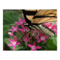 Butterfly Feeding Macro Print posters
