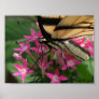 Butterfly Feeding Macro Print