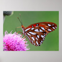 Butterfly Feeding on Thistle - Texas Posters