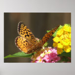 Butterfly Flutter By Print