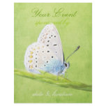 Butterfly Full Color Flyer