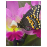Butterfly flyers