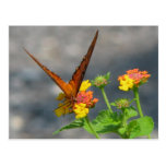 Butterfly Garden postcards