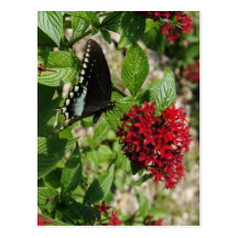 Butterfly Garden Post Cards