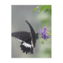 Butterfly Garden Postcard