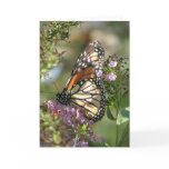 Butterfly Garden Series cards