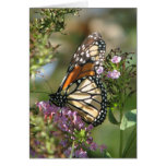 Butterfly Garden Series cards
