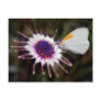 Butterfly gifts postcards