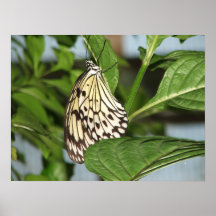 Butterfly - Hanging Around Print