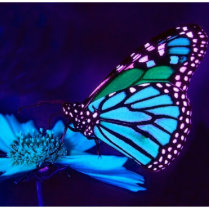 Butterfly in Blue Light Photo Sculpture