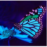 Butterfly in Blue Light Photo Sculpture photo sculptures