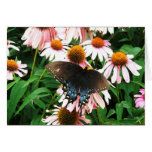 Butterfly in Coneflowers Blank Card