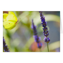 butterfly in flight carte de vœux