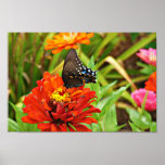 Butterfly in Garden Poster