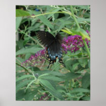 Butterfly in Motion Poster/Print Bordered