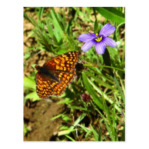 Butterfly in Spring Post Cards