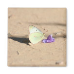 Butterfly in the desert magnets