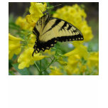 Butterfly in the Esperanza t-shirts