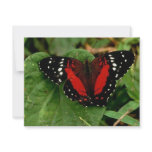 Butterfly invitations