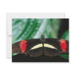 Butterfly invitations