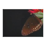 Butterfly Kisses Gallery Wrap Canvas