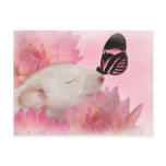 Butterfly Kisses Postcard