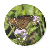 Butterfly lands on a Flower Refrigerator Magnet