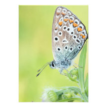 Butterfly macro photo personalized announcement
