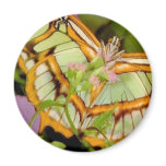 Butterfly Refrigerator Magnet