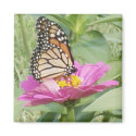 Butterfly magnets