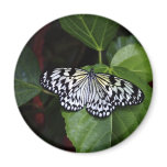 Butterfly magnet