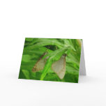 Butterfly Male & Female Card
