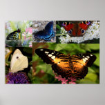 Butterfly Montage Posters