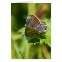 Butterfly - Northern Brown Argus, Any Occasion Greeting Card