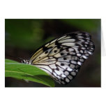 Butterfly on a leaf greeting cards