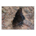 Butterfly on a Rocky Road cards