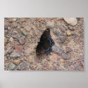Butterfly on a Rocky Road posters
