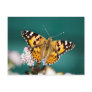 Butterfly on a wisp postcard