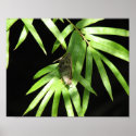 Butterfly on Bamboo posters