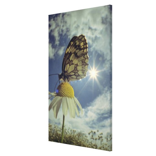 Butterfly on camomile flower with sun, canvas print