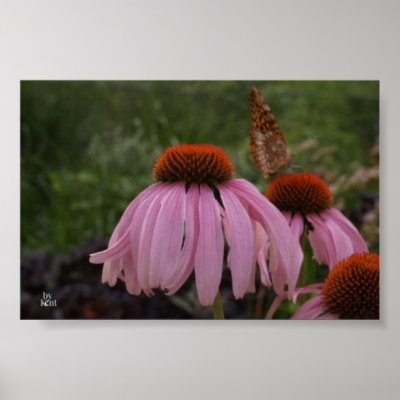 butterfly on coneflower posters by rodgerkent