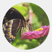 Butterfly on daisy sticker