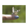 butterfly on finger postcards