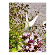 Butterfly On Flowers Postcard
