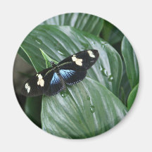 Butterfly on Leaf Fridge Magnets